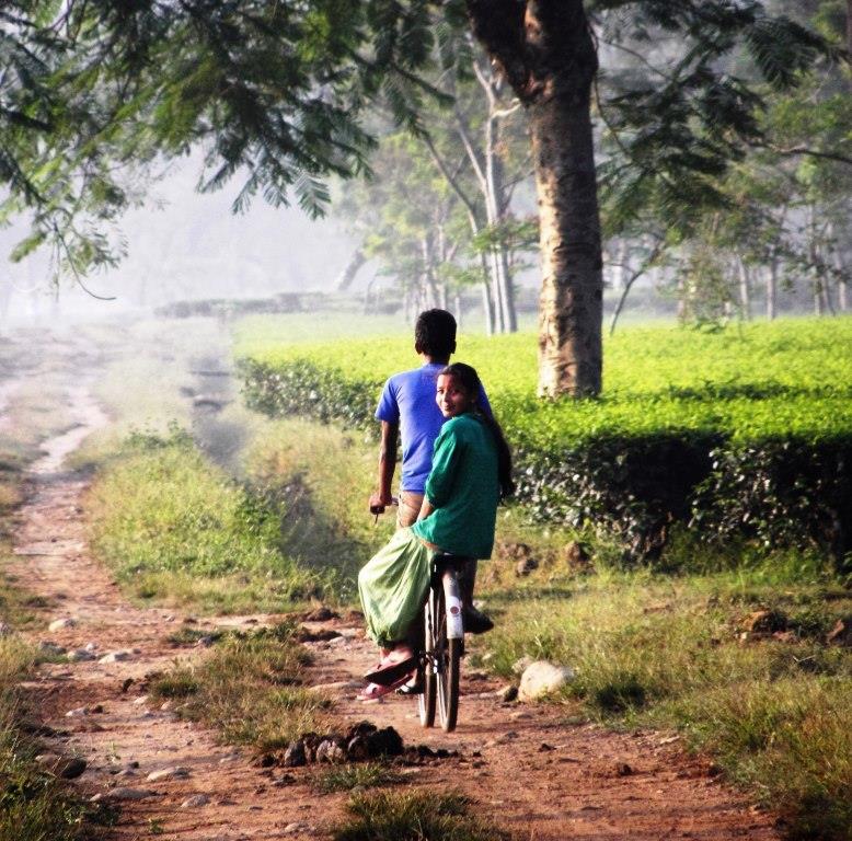 Indien - Grassmore Tea Garden - 2015